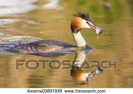 "Great Crested Grebe (Podiceps cristatus) with prey, North Hesse, Hesse, Germany, Europe" View Large Photo Image Stock Photo - "Great Crested Grebe (Podiceps cristatus) with prey, North Hesse, Hesse, Germany, Europe". Fotosearch