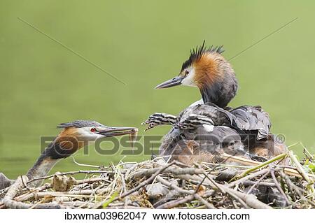 "Great Crested Grebe (Podiceps cristatus), feeding a chick at the nest, North Hesse, Hesse, Germany, Europe" View Large Photo Image Stock Photo - "Great Crested Grebe (Podiceps cristatus), feeding a chick at the nest, North Hesse, Hesse, Germany, Europe". Fotosearch