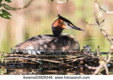 "Great Crested Grebe (Podiceps cristatus) with chick on the nest, North Hesse, Hesse, Germany, Europe" View Large Photo Image Stock Photograph - "Great Crested Grebe (Podiceps cristatus) with chick on the nest, North Hesse, Hesse, Germany, Europe". Fotosearch