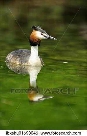 Great Crested Grebe (Podiceps cristatus) with its reflection View Large Photo Image Stock Photography - Great Crested Grebe (Podiceps cristatus) with its reflection. Fotosearch