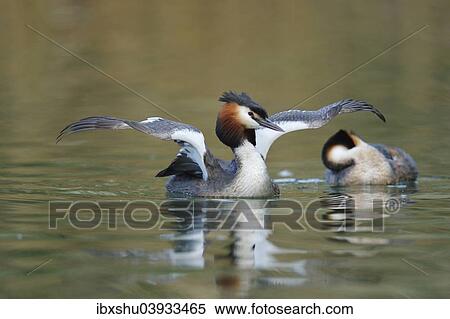 Stock Photography - "Great Crested Grebe (Podiceps cristatus), shaking its wings, Lake Lucerne, Canton of Lucerne, Switzerland, Europe". Fotosearch