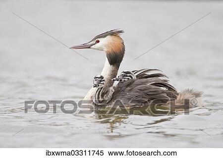 "Great Crested Grebe (Podiceps cristatus) with two chicks in plumage, North Hesse, Hesse, Germany, Europe" View Large Photo Image Stock Photography - "Great Crested Grebe (Podiceps cristatus) with two chicks in plumage, North Hesse, Hesse, Germany, Europe". Fotosearch