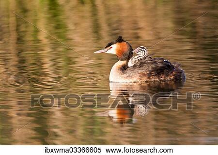 "Great Crested Grebe (Podiceps cristatus) with chick in plumage, North Hesse, Hesse, Germany, Europe" View Large Photo Image Stock Photography - "Great Crested Grebe (Podiceps cristatus) with chick in plumage, North Hesse, Hesse, Germany, Europe". Fotosearch