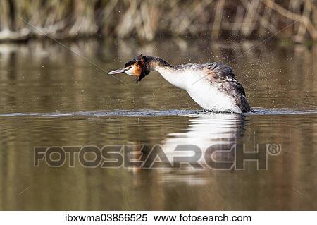 "Great-crested Grebe (Podiceps cristatus), shaking its plumage, North Hesse, Hesse, Germany, Europe" View Large Photo Image Stock Photography - "Great-crested Grebe (Podiceps cristatus), shaking its plumage, North Hesse, Hesse, Germany, Europe". Fotosearch