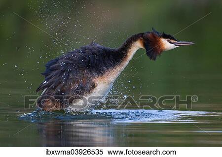 "Great Crested Grebe (Podiceps cristatus), shaking water off plumage, North Hesse, Hesse, Germany, Europe" View Large Photo Image Stock Photography - "Great Crested Grebe (Podiceps cristatus), shaking water off plumage, North Hesse, Hesse, Germany, Europe". Fotosearch