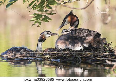 "Great Crested Grebe (Podiceps cristatus) feeding, at the nest, North Hesse, Germany, Europe" View Large Photo Image Stock Photography - "Great Crested Grebe (Podiceps cristatus) feeding, at the nest, North Hesse, Germany, Europe". Fotosearch