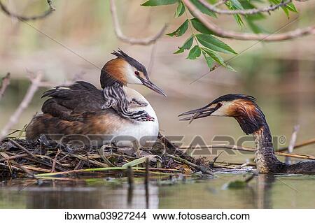 "Great Crested Grebes (Podiceps cristatus) feeding chick at the nest, North Hesse, Hesse, Germany, Europe" View Large Photo Image Picture - "Great Crested Grebes (Podiceps cristatus) feeding chick at the nest, North Hesse, Hesse, Germany, Europe". Fotosearch