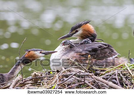 "Great Crested Grebes (Podiceps cristatus), feeding chick at the nest, North Hesse, Hesse, Germany, Europe" View Large Photo Image Picture - "Great Crested Grebes (Podiceps cristatus), feeding chick at the nest, North Hesse, Hesse, Germany, Europe". Fotosearch