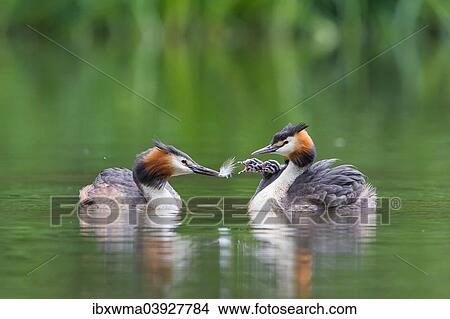 "Great Crested Grebes (Podiceps cristatus), feeding chicks with a feather, North Hesse, Hesse, Germany, Europe" View Large Photo Image Picture - "Great Crested Grebes (Podiceps cristatus), feeding chicks with a feather, North Hesse, Hesse, Germany, Europe". Fotosearch