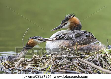 "Great Crested Grebes (Podiceps cristatus), feeding chick at the nest, North Hesse, Hesse, Germany, Europe" View Large Photo Image Stock Image - "Great Crested Grebes (Podiceps cristatus), feeding chick at the nest, North Hesse, Hesse, Germany, Europe". Fotosearch