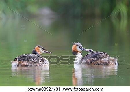 "Great Crested Grebes (Podiceps cristatus) feeding a chick, North Hesse, Hesse, Germany, Europe" View Large Photo Image Stock Image - "Great Crested Grebes (Podiceps cristatus) feeding a chick, North Hesse, Hesse, Germany, Europe". Fotosearch