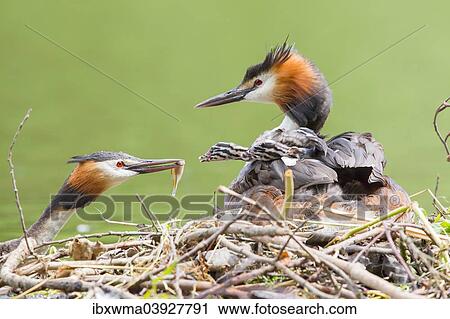 "Great Crested Grebes (Podiceps cristatus), feeding chicks at the nest, North Hesse, Hesse, Germany, Europe" View Large Photo Image Stock Image - "Great Crested Grebes (Podiceps cristatus), feeding chicks at the nest, North Hesse, Hesse, Germany, Europe". Fotosearch