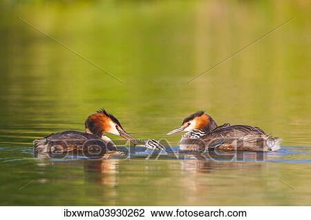 "Great Crested Grebes (Podiceps cristatus), feeding a chick on the water, North Hesse, Hesse, Germany, Europe" View Large Photo Image Stock Image - "Great Crested Grebes (Podiceps cristatus), feeding a chick on the water, North Hesse, Hesse, Germany, Europe". Fotosearch