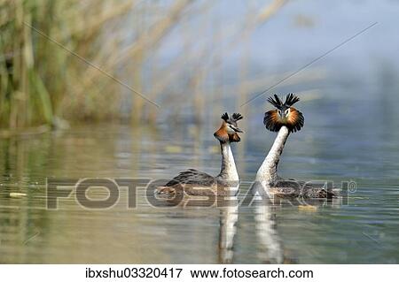 Stock Photo - "Great Crested Grebes (Podiceps cristatus) during a courtship display, Lake Lucerne, Luzern, Canton of Lucerne, Switzerland, Europe". Fotosearch
