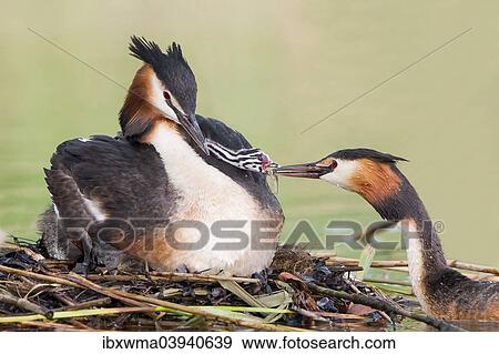 "Great Crested Grebes (Podiceps cristatus), adult pair feeding chick, one day, North Hesse, Hesse, Germany, Europe" View Large Photo Image Stock Photo - "Great Crested Grebes (Podiceps cristatus), adult pair feeding chick, one day, North Hesse, Hesse, Germany, Europe". Fotosearch