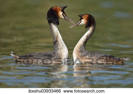 "Great Crested Grebes (Podiceps cristatus), courtship, Lake Lucerne, Canton of Lucerne, Switzerland, Europe" View Large Photo Image Stock Photograph - "Great Crested Grebes (Podiceps cristatus), courtship, Lake Lucerne, Canton of Lucerne, Switzerland, Europe". Fotosearch