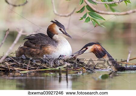 "Great Crested Grebes (Podiceps cristatus) feeding chick at the nest, North Hesse, Hesse, Germany, Europe" View Large Photo Image Stock Photograph - "Great Crested Grebes (Podiceps cristatus) feeding chick at the nest, North Hesse, Hesse, Germany, Europe". Fotosearch
