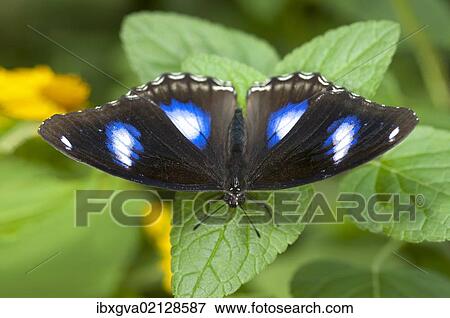 "Great eggfly, blue moon butterfly (Hypolimnas bolina), male, Phuket, Thailand, Southeast Asia, Asia" View Large Photo Image Stock Photo - "Great eggfly, blue moon butterfly (Hypolimnas bolina), male, Phuket, Thailand, Southeast Asia, Asia". Fotosearch