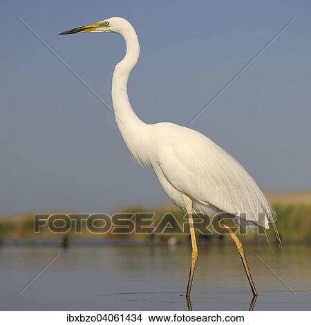 "Great Egret (Ardea alba), adult bird in breeding plumage, foraging for food, Kiskunsag National Park, Southeastern Hungary, Hungary, Europe" View Large Photo Image Picture - "Great Egret (Ardea alba), adult bird in breeding plumage, foraging for food, Kiskunsag National Park, Southeastern Hungary, Hungary, Europe". Fotosearch
