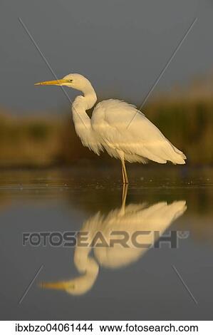 "Great Egret (Ardea alba), adult bird in the morning light with reflection, Kiskunsag National Park, Southeastern Hungary, Hungary, Europe" View Large Photo Image Picture - "Great Egret (Ardea alba), adult bird in the morning light with reflection, Kiskunsag National Park, Southeastern Hungary, Hungary, Europe". Fotosearch