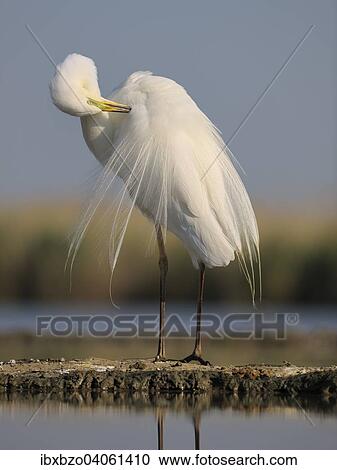 "Great Egret (Ardea alba), adult bird in breeding plumage, preening, Kiskunsag National Park, Southeastern Hungary, Hungary, Europe" View Large Photo Image Stock Image - "Great Egret (Ardea alba), adult bird in breeding plumage, preening, Kiskunsag National Park, Southeastern Hungary, Hungary, Europe". Fotosearch