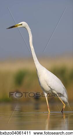 "Great Egret (Ardea alba), adult bird in breeding plumage, foraging for food, Kiskunsag National Park, Southeastern Hungary, Hungary, Europe" View Large Photo Image Stock Image - "Great Egret (Ardea alba), adult bird in breeding plumage, foraging for food, Kiskunsag National Park, Southeastern Hungary, Hungary, Europe". Fotosearch