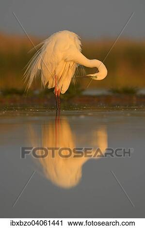 "Great Egret (Ardea alba), adult bird in breeding plumage, preening in morning light, Kiskunsag National Park, Southeastern Hungary, Hungary, Europe" View Large Photo Image Stock Image - "Great Egret (Ardea alba), adult bird in breeding plumage, preening in morning light, Kiskunsag National Park, Southeastern Hungary, Hungary, Europe". Fotosearch