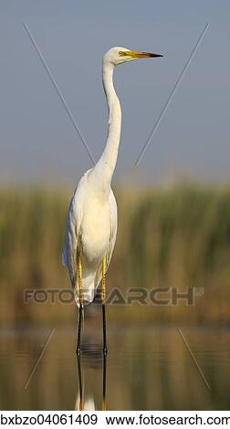 "Great Egret (Ardea alba), adult bird in breeding plumage, Kiskunsag National Park, Southeastern Hungary, Hungary, Europe" View Large Photo Image Stock Photo - "Great Egret (Ardea alba), adult bird in breeding plumage, Kiskunsag National Park, Southeastern Hungary, Hungary, Europe". Fotosearch