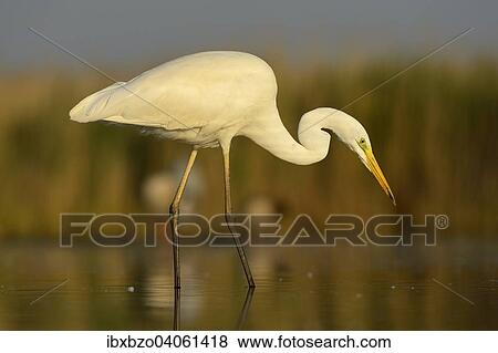 "Great Egret (Ardea alba), adult bird in breeding plumage, foraging for food, Kiskunsag National Park, Southeastern Hungary, Hungary, Europe" View Large Photo Image Stock Photo - "Great Egret (Ardea alba), adult bird in breeding plumage, foraging for food, Kiskunsag National Park, Southeastern Hungary, Hungary, Europe". Fotosearch