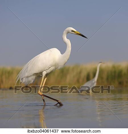 "Great Egret (Ardea alba), adult bird in breeding plumage, foraging for food, Kiskunsag National Park, Southeastern Hungary, Hungary, Europe" View Large Photo Image Stock Photo - "Great Egret (Ardea alba), adult bird in breeding plumage, foraging for food, Kiskunsag National Park, Southeastern Hungary, Hungary, Europe". Fotosearch