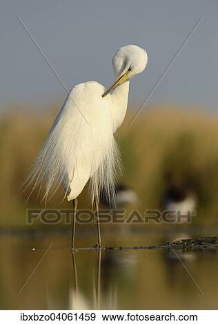 "Great Egret (Ardea alba), adult bird in breeding plumage, preening, Kiskunsag National Park, Southeastern Hungary, Hungary, Europe" View Large Photo Image Stock Photo - "Great Egret (Ardea alba), adult bird in breeding plumage, preening, Kiskunsag National Park, Southeastern Hungary, Hungary, Europe". Fotosearch