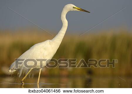 "Great Egret (Ardea alba), adult bird in breeding plumage, foraging for food, Kiskunsag National Park, Southeastern Hungary, Hungary, Europe" View Large Photo Image Stock Photograph - "Great Egret (Ardea alba), adult bird in breeding plumage, foraging for food, Kiskunsag National Park, Southeastern Hungary, Hungary, Europe". Fotosearch