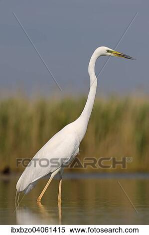 "Great Egret (Ardea alba), adult bird in breeding plumage, foraging for food, Kiskunsag National Park, Southeastern Hungary, Hungary, Europe" View Large Photo Image Stock Photography - "Great Egret (Ardea alba), adult bird in breeding plumage, foraging for food, Kiskunsag National Park, Southeastern Hungary, Hungary, Europe". Fotosearch
