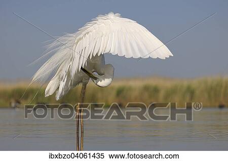 "Great Egret (Ardea alba), adult bird in breeding plumage, preening wing feathers, Kiskunsag National Park, Southeastern Hungary, Hungary, Europe" View Large Photo Image Stock Photography - "Great Egret (Ardea alba), adult bird in breeding plumage, preening wing feathers, Kiskunsag National Park, Southeastern Hungary, Hungary, Europe". Fotosearch