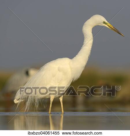 "Great Egret (Ardea alba), adult bird in breeding plumage, foraging for food, Kiskunsag National Park, Southeastern Hungary, Hungary, Europe" View Large Photo Image Stock Photography - "Great Egret (Ardea alba), adult bird in breeding plumage, foraging for food, Kiskunsag National Park, Southeastern Hungary, Hungary, Europe". Fotosearch