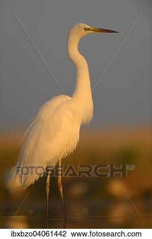 "Great Egret (Ardea alba), adult, in the morning light, Kiskunsag National Park, Southeastern Hungary, Hungary, Europe" View Large Photo Image Stock Image - "Great Egret (Ardea alba), adult, in the morning light, Kiskunsag National Park, Southeastern Hungary, Hungary, Europe". Fotosearch