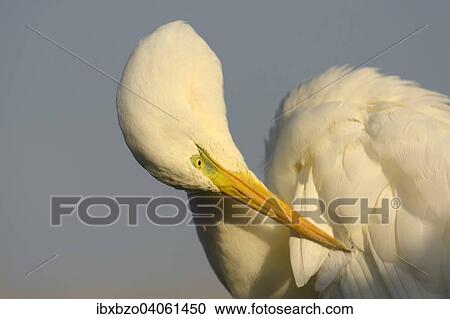 "Great Egret (Ardea alba), detail view, adult bird preening in the morning light, Kiskunsag National Park, Southeastern Hungary, Hungary, Europe" View Large Photo Image Stock Image - "Great Egret (Ardea alba), detail view, adult bird preening in the morning light, Kiskunsag National Park, Southeastern Hungary, Hungary, Europe". Fotosearch