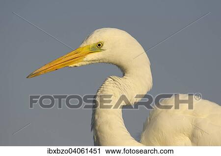 "Great Egret (Ardea alba), detail view, adult bird in the morning light, Kiskunsag National Park, Southeastern Hungary, Hungary, Europe" View Large Photo Image Stock Image - "Great Egret (Ardea alba), detail view, adult bird in the morning light, Kiskunsag National Park, Southeastern Hungary, Hungary, Europe". Fotosearch