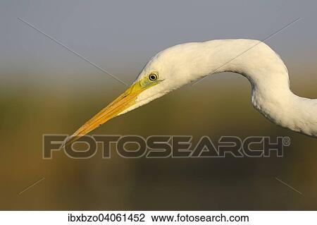 "Great Egret (Ardea alba), detail view, adult bird in the morning light, Kiskunsag National Park, Southeastern Hungary, Hungary, Europe" View Large Photo Image Stock Image - "Great Egret (Ardea alba), detail view, adult bird in the morning light, Kiskunsag National Park, Southeastern Hungary, Hungary, Europe". Fotosearch