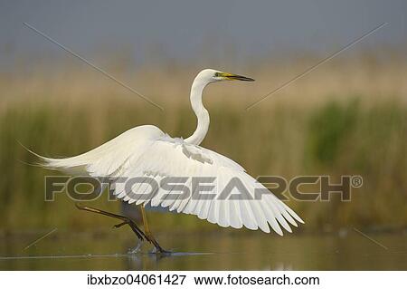 "Great Egret (Ardea alba), displaying, hovering over the water, Kiskunsag National Park, Southeastern Hungary, Hungary, Europe" View Large Photo Image Stock Photo - "Great Egret (Ardea alba), displaying, hovering over the water, Kiskunsag National Park, Southeastern Hungary, Hungary, Europe". Fotosearch
