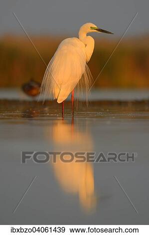 "Great Egret (Ardea alba), displaying in the morning light, Kiskunsag National Park, Southeastern Hungary, Hungary, Europe" View Large Photo Image Stock Photo - "Great Egret (Ardea alba), displaying in the morning light, Kiskunsag National Park, Southeastern Hungary, Hungary, Europe". Fotosearch