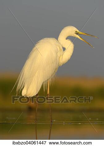 "Great Egret (Ardea alba), displaying in the morning light, Kiskunsag National Park, Southeastern Hungary, Hungary, Europe" View Large Photo Image Stock Photo - "Great Egret (Ardea alba), displaying in the morning light, Kiskunsag National Park, Southeastern Hungary, Hungary, Europe". Fotosearch