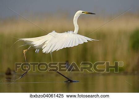Stock Photography - "Great Egret (Ardea alba), displaying, hovering over the water, Kiskunsag National Park, Southeastern Hungary, Hungary, Europe". Fotosearch