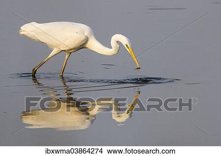 "Great Egret (Ardea alba) fishing, North Rhine-Westphalia, Germany, Europe" View Large Photo Image Picture - "Great Egret (Ardea alba) fishing, North Rhine-Westphalia, Germany, Europe". Fotosearch