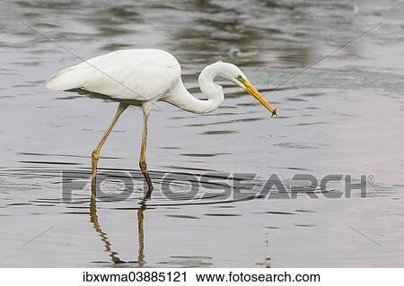 "Great Egret (Ardea alba), fishing, with catch, North Hesse, Hesse, Germany, Europe" View Large Photo Image Stock Image - "Great Egret (Ardea alba), fishing, with catch, North Hesse, Hesse, Germany, Europe". Fotosearch