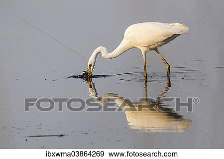"Great Egret (Ardea alba) fishing, North Rhine-Westphalia, Germany, Europe" View Large Photo Image Stock Photo - "Great Egret (Ardea alba) fishing, North Rhine-Westphalia, Germany, Europe". Fotosearch