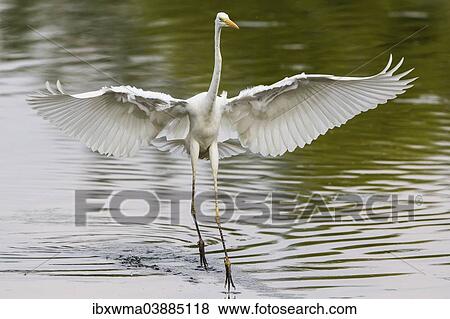 Stock Photo - "Great Egret (Ardea alba), fishing, with spread wings, North Hesse, Hesse, Germany, Europe". Fotosearch