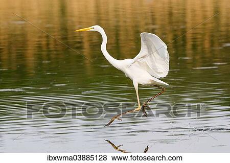 "Great Egret (Ardea alba), fishing with wings spread, North Hesse, Hesse, Germany, Europe" View Large Photo Image Stock Photo - "Great Egret (Ardea alba), fishing with wings spread, North Hesse, Hesse, Germany, Europe". Fotosearch