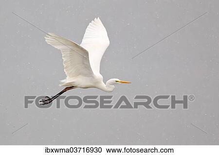 "Great Egret (Ardea alba) flying through falling snow, North Hesse, Hesse, Germany, Europe" View Large Photo Image Stock Image - "Great Egret (Ardea alba) flying through falling snow, North Hesse, Hesse, Germany, Europe". Fotosearch