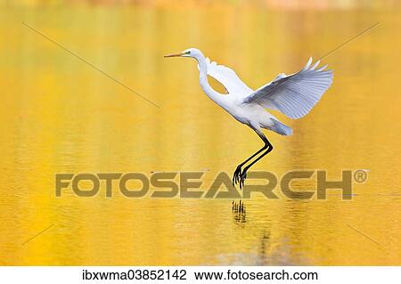 "Great Egret (Ardea alba), Hesse, Germany, Europe" View Large Photo Image Stock Image - "Great Egret (Ardea alba), Hesse, Germany, Europe". Fotosearch